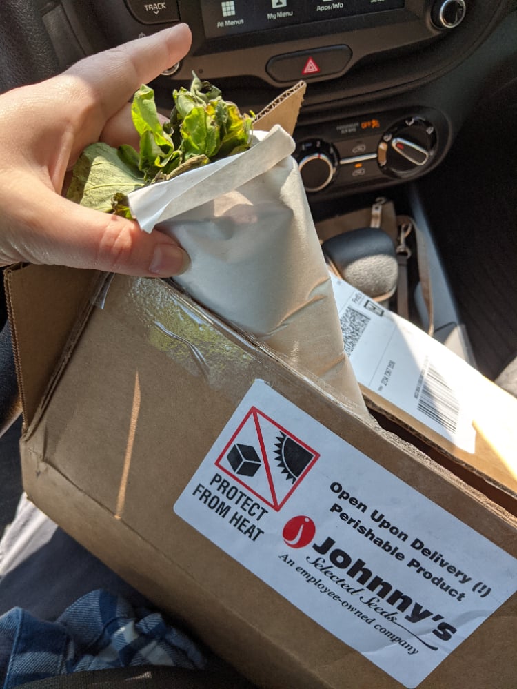 4207